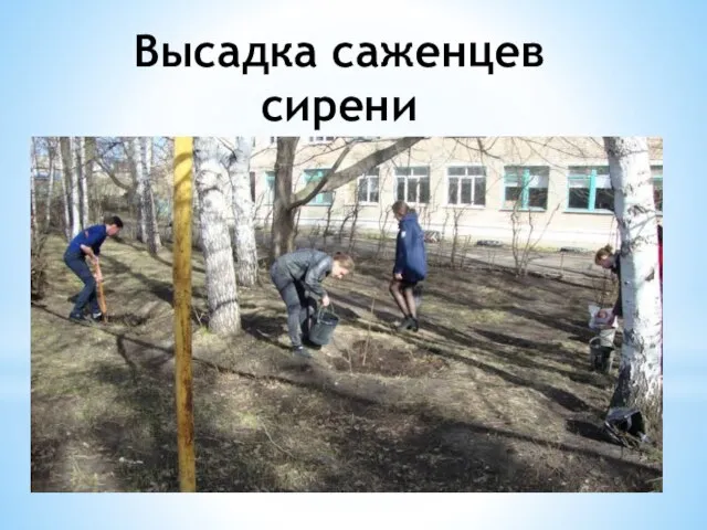 Высадка саженцев сирени