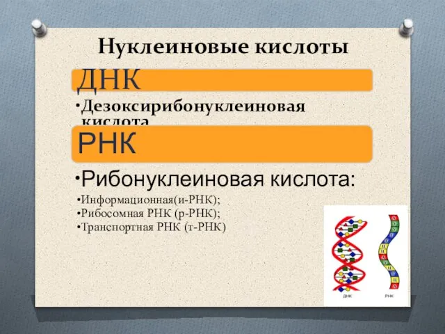 Нуклеиновые кислоты ДНК Дезоксирибонуклеиновая кислота РНК Рибонуклеиновая кислота: Информационная(и-РНК); Рибосомная РНК (р-РНК); Транспортная РНК (т-РНК)