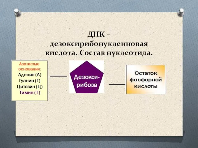 ДНК – дезоксирибонуклеиновая кислота. Состав нуклеотида.