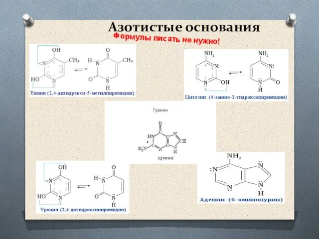 Азотистые основания Формулы писать не нужно!