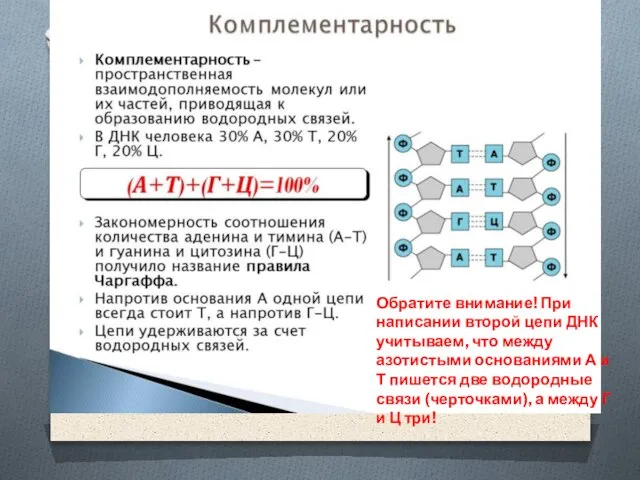 Обратите внимание! При написании второй цепи ДНК учитываем, что между азотистыми основаниями