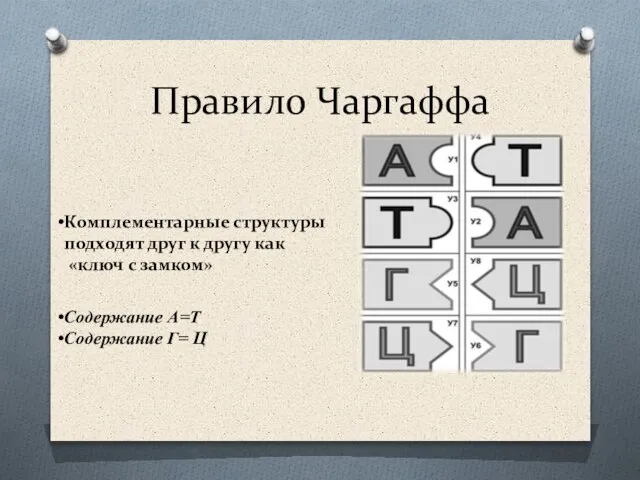 Правило Чаргаффа Содержание А=Т Содержание Г= Ц Комплементарные структуры подходят друг к