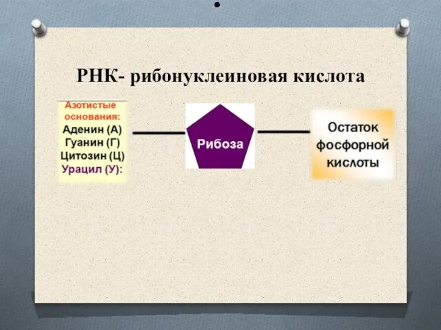 РНК- рибонуклеиновая кислота