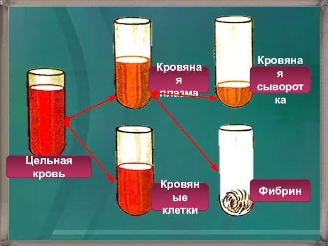 Цельная кровь Кровяная плазма Кровяная сыворотка Фибрин Кровяные клетки