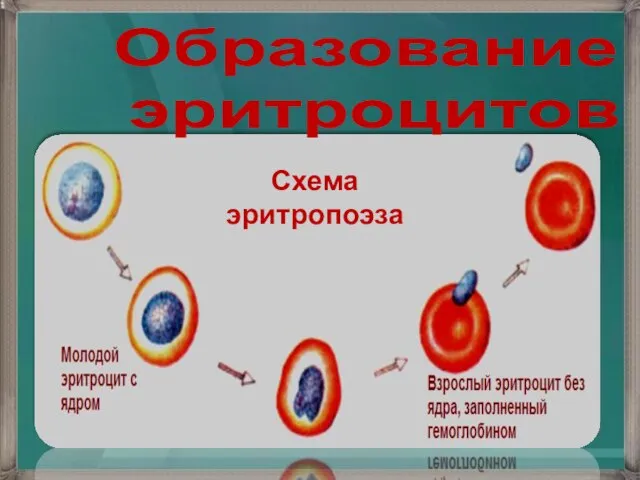 Схема эритропоэза Образование эритроцитов