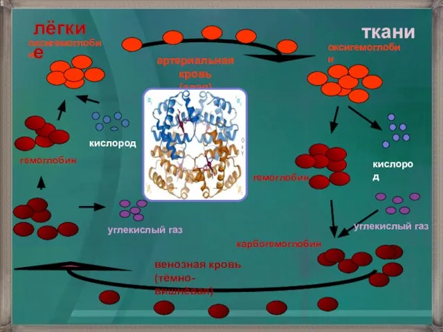 гемоглобин кислород гемоглобин кислород карбогемоглобин углекислый газ артериальная кровь (алая) венозная кровь (тёмно-вишнёвая) углекислый газ