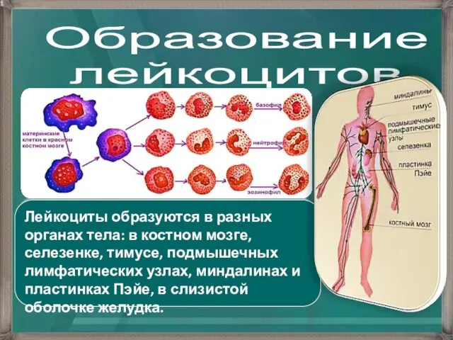 Образование лейкоцитов Лейкоциты образуются в разных органах тела: в костном мозге, селезенке,