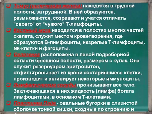 Тимус (вилочковая железа) находится в грудной полости, за грудиной. В ней образуются,