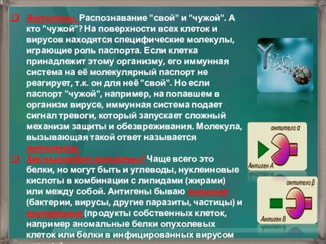 Антигены. Распознавание "свой" и "чужой". А кто "чужой"? На поверхности всех клеток