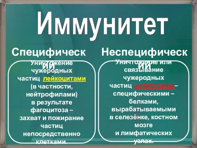 Иммунитет Специфический Неспецифический Уничтожение чужеродных частиц лейкоцитами (в частности, нейтрофилами) в результате