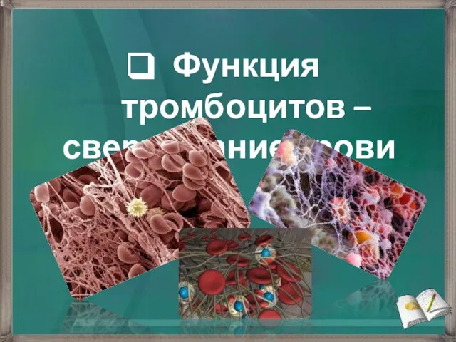 Функция тромбоцитов – свертывание крови