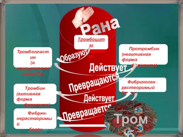 Рана Тромбоциты разрушаются Тромбопластин (в присутствии солей Са) Протромбин (неактивная форма фермента)