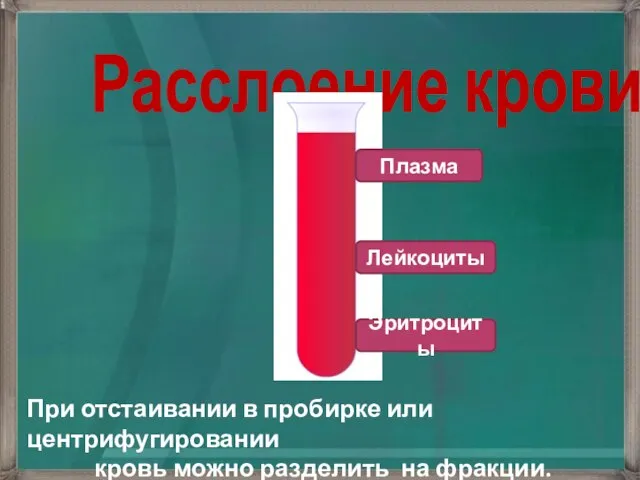 Расслоение крови При отстаивании в пробирке или центрифугировании кровь можно разделить на фракции. Эритроциты Плазма Лейкоциты