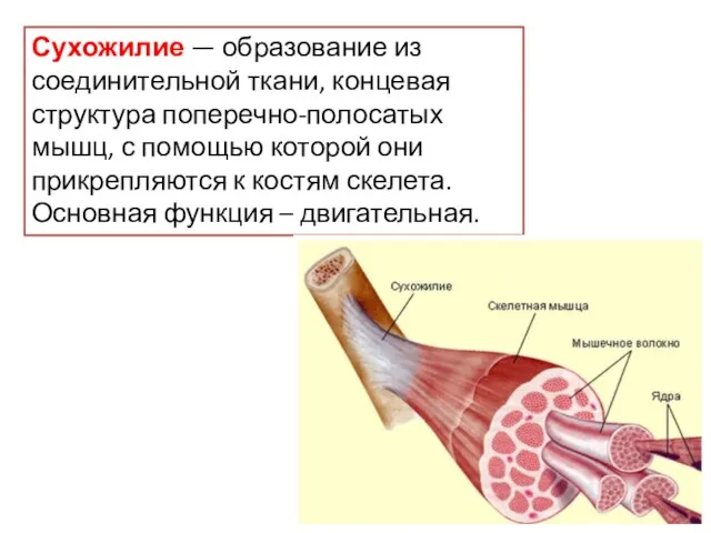 Сухожилие — образование из соединительной ткани, концевая структура поперечно-полосатых мышц, с помощью