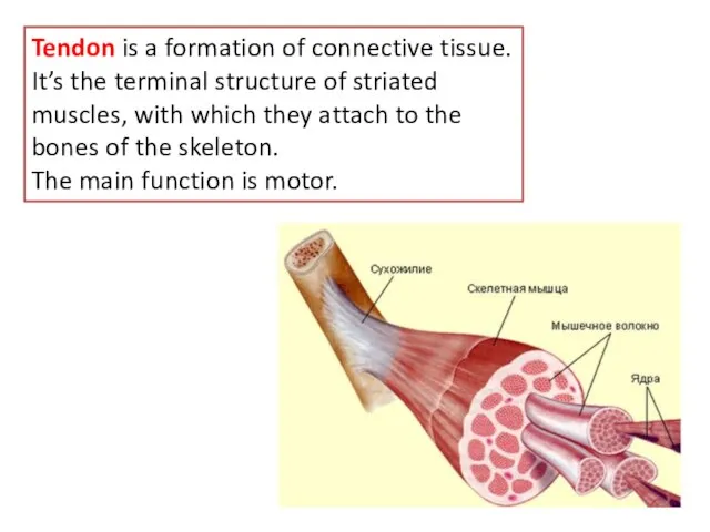 Tendon is a formation of connective tissue. It’s the terminal structure of