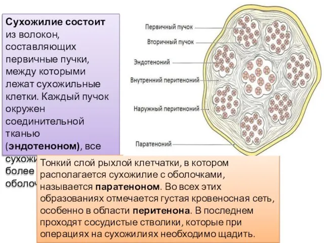 Сухожилие состоит из волокон, составляющих первичные пучки, между которыми лежат сухожильные клетки.