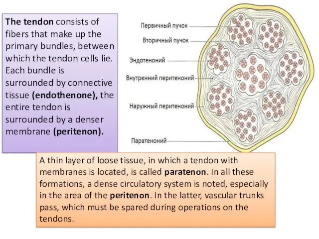 The tendon consists of fibers that make up the primary bundles, between