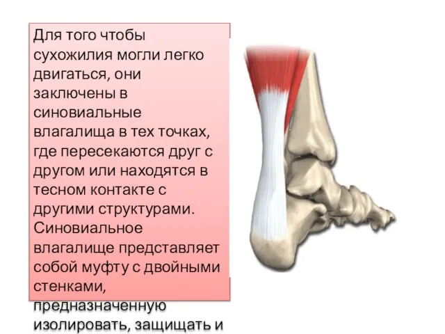 Для того чтобы сухожилия могли легко двигаться, они заключены в синовиальные влагалища