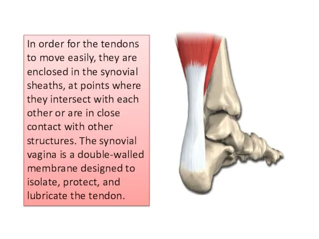 In order for the tendons to move easily, they are enclosed in