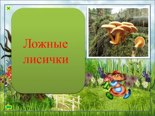 Шляпка внешне напоминает воронку. Ее цвет может быть оранжево - бурым, иногда