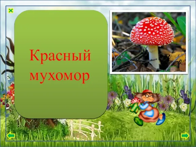 Шляпка мясистая, толстая, у некоторых представителей тонкая, иногда с бугорком. Шляпка легко