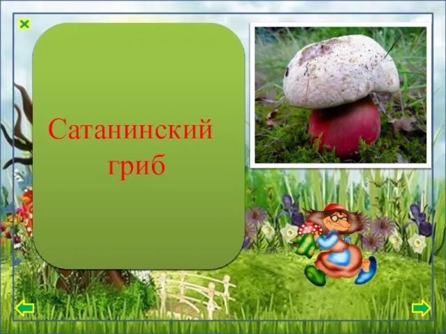 Кожица на шляпке бархатная, иногда гладкая на ощупь, сухая. Цвет варьируется от