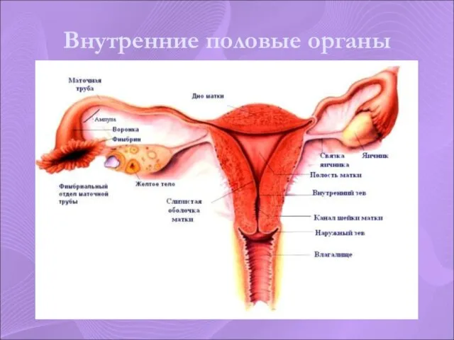 Внутренние половые органы