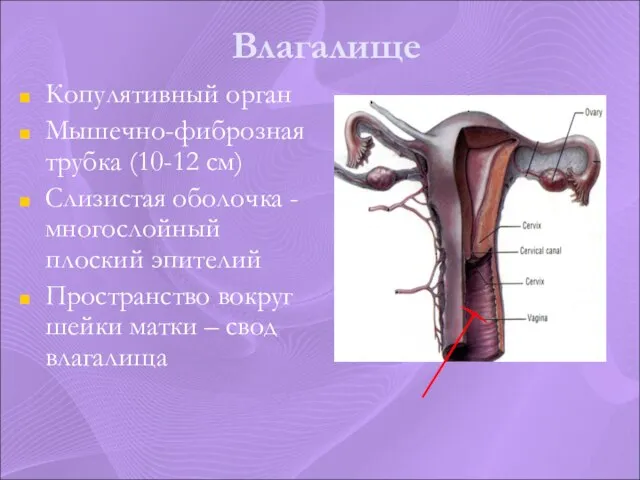 Влагалище Копулятивный орган Мышечно-фиброзная трубка (10-12 см) Слизистая оболочка - многослойный плоский