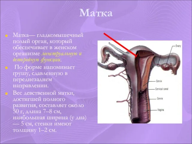 Матка Матка— гладкомышечный полый орган, который обеспечивает в женском организме менструальную и