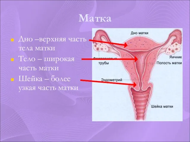 Матка Дно –верхняя часть тела матки Тело – широкая часть матки Шейка