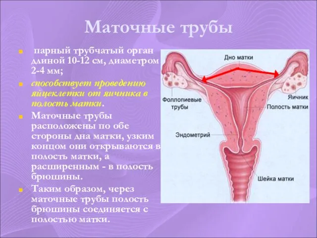 Маточные трубы парный трубчатый орган длиной 10-12 см, диаметром 2-4 мм; способствует