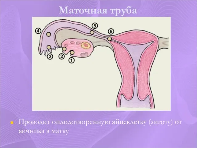 Маточная труба Проводит оплодотворенную яйцеклетку (зиготу) от яичника в матку