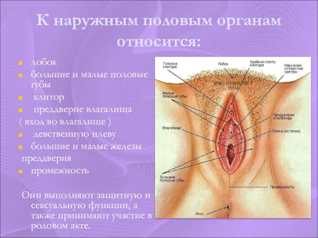 К наружным половым органам относится: лобок большие и малые половые губы клитор
