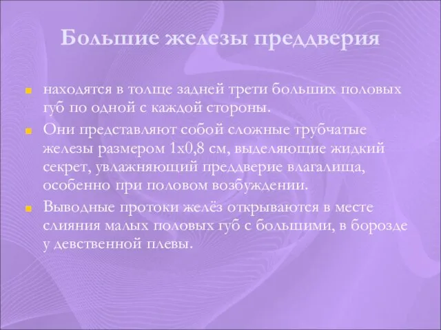 Большие железы преддверия находятся в толще задней трети больших половых губ по