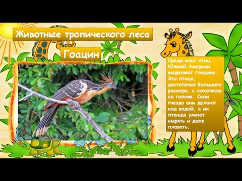 Животные тропического леса Гоацин Среди всех птиц Южной Америки выделяют гоацина. Это