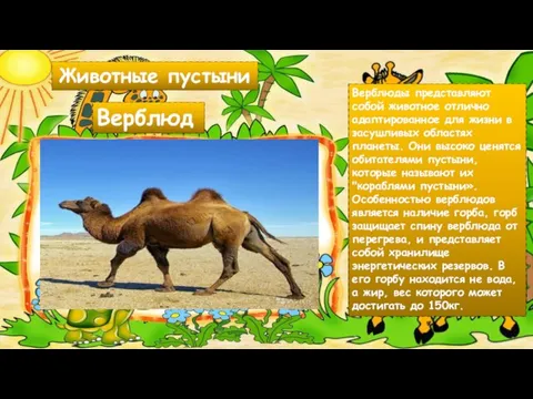 Животные пустыни Верблюды представляют собой животное отлично адаптированное для жизни в засушливых