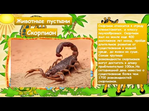 Животные пустыни Скорпион относится к отряду членистоногих, и классу паукообразных. Скорпион жил