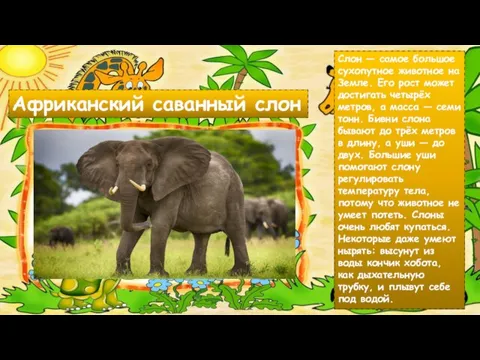 Африканский саванный слон Слон — самое большое сухопутное животное на Земле. Его