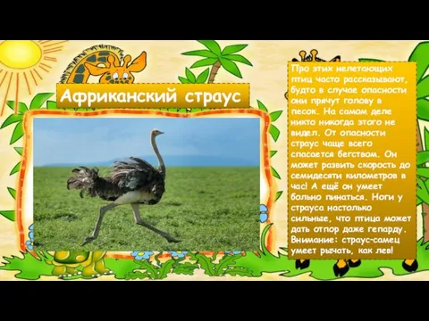 Африканский страус Про этих нелетающих птиц часто рассказывают, будто в случае опасности