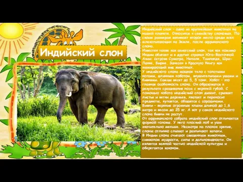 Индийский слон Индийский слон – одно из крупнейших животных на нашей планете.