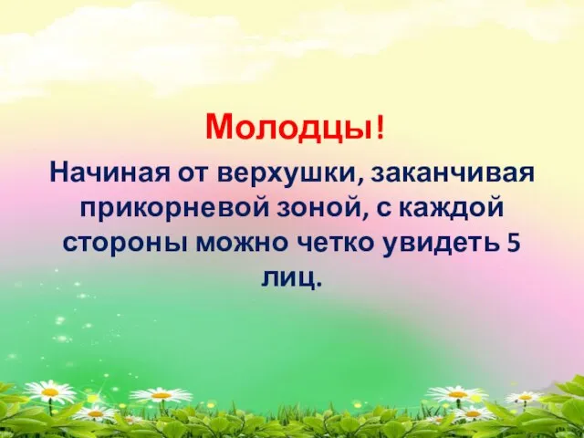 Молодцы! Начиная от верхушки, заканчивая прикорневой зоной, с каждой стороны можно четко увидеть 5 лиц.