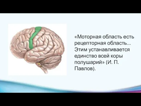 «Моторная область есть рецепторная область... Этим устанавливается единство всей коры полушарий» (И. П. Павлов).