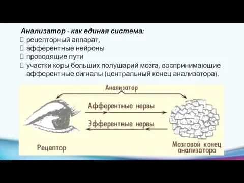 Анализатор - как единая система: рецепторный аппарат, афферентные нейроны проводящие пути участки