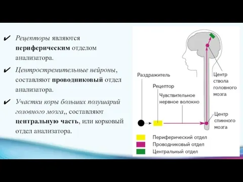 Рецепторы являются периферическим отделом анализатора. Центростремительные нейроны, составляют проводниковый отдел анализатора. Участки