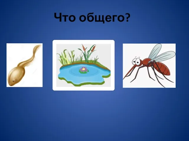 Что общего?