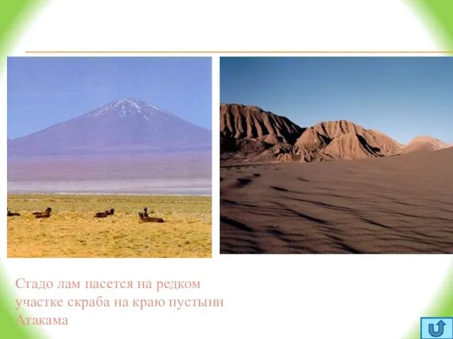 Стадо лам пасется на редком участке скраба на краю пустыни Атакама Полупустыни и пустыни