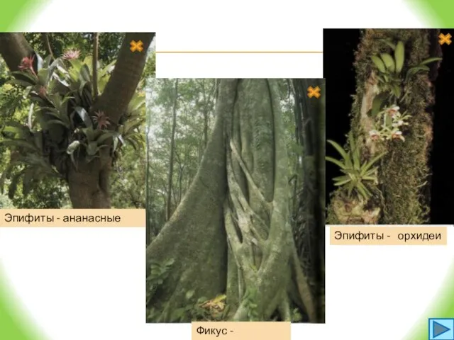 Эпифиты - ананасные Эпифиты - орхидеи Фикус - душитель Влажный экваториальный лес - сельва