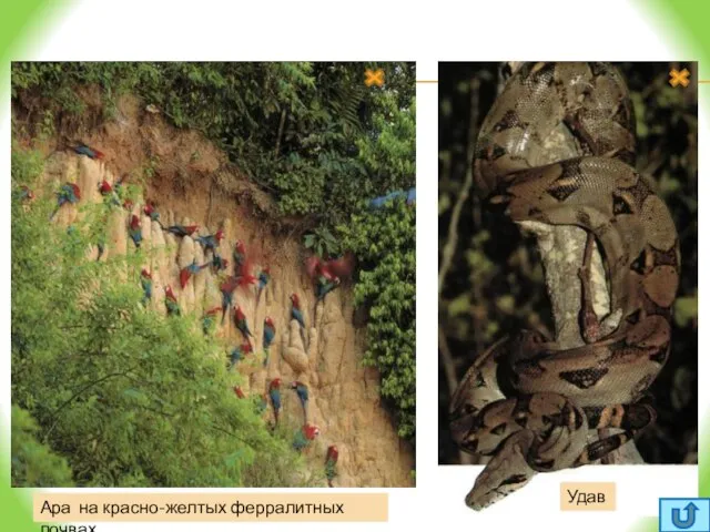 Анаконда Удав Ара на красно-желтых ферралитных почвах Влажный экваториальный лес - сельва