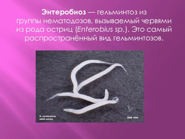 Энтеробиоз — гельминтоз из группы нематодозов, вызываемый червями из рода остриц (Enterobius