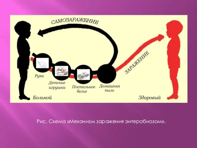 Рис. Схема «Механизм заражения энтеробиозом».